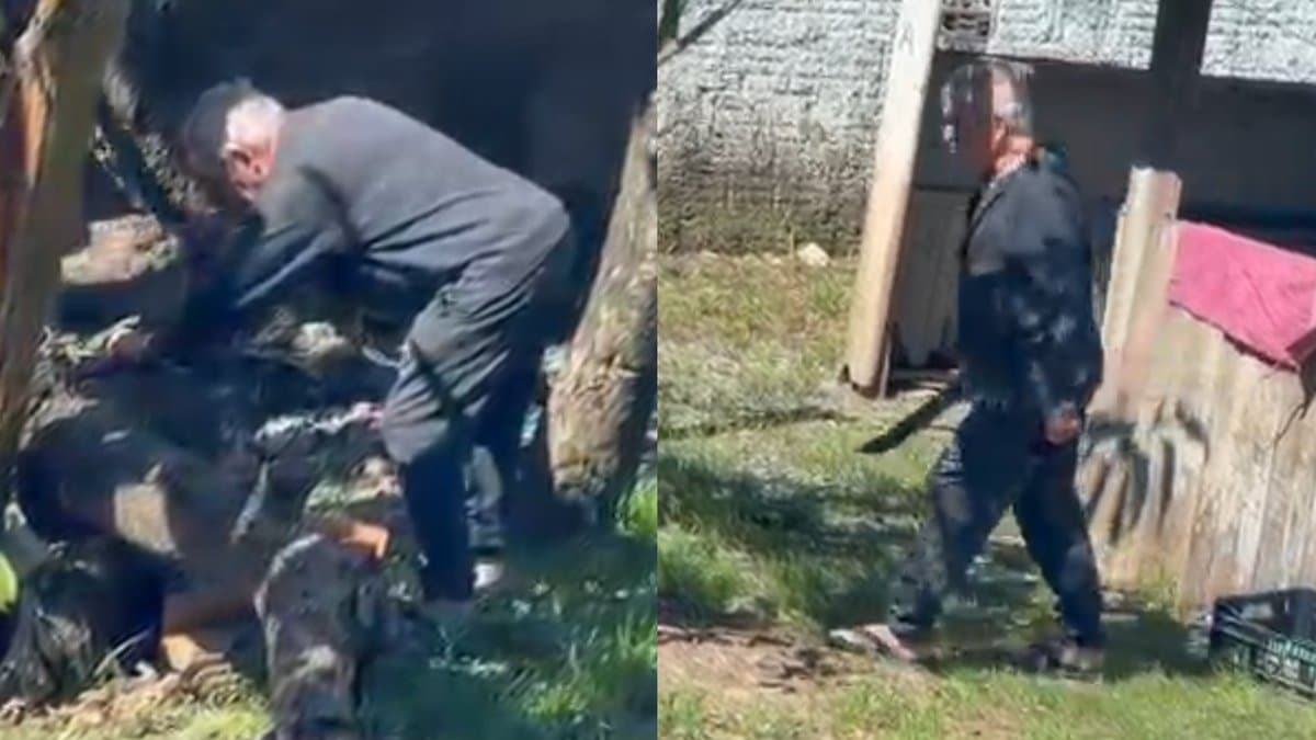 IMAGENS FORTES: Vizinha grava momento em que idoso mata dois filhotes com “facão” no quintal de casa em SC