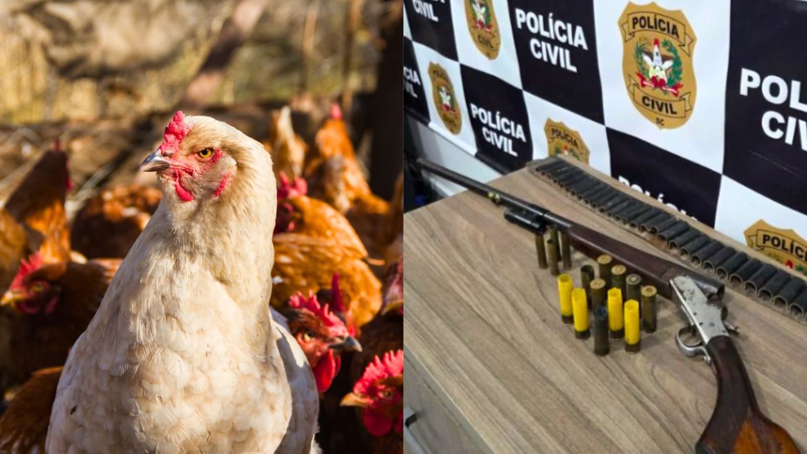 Agricultor reage a furto de aipim e ladrão de galinhas leva tiro de espingarda em cidade de SC