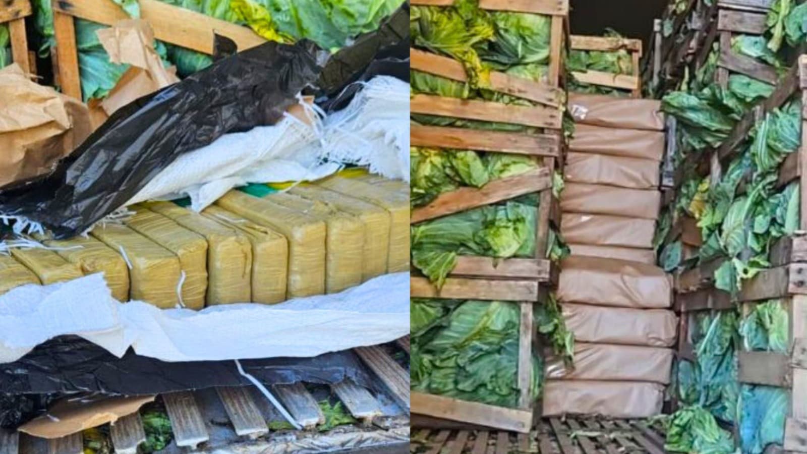 Motorista tentou disfarçar 2,4 toneladas de maconha em carga de repolhos, mas a “salada azedou” na BR-280