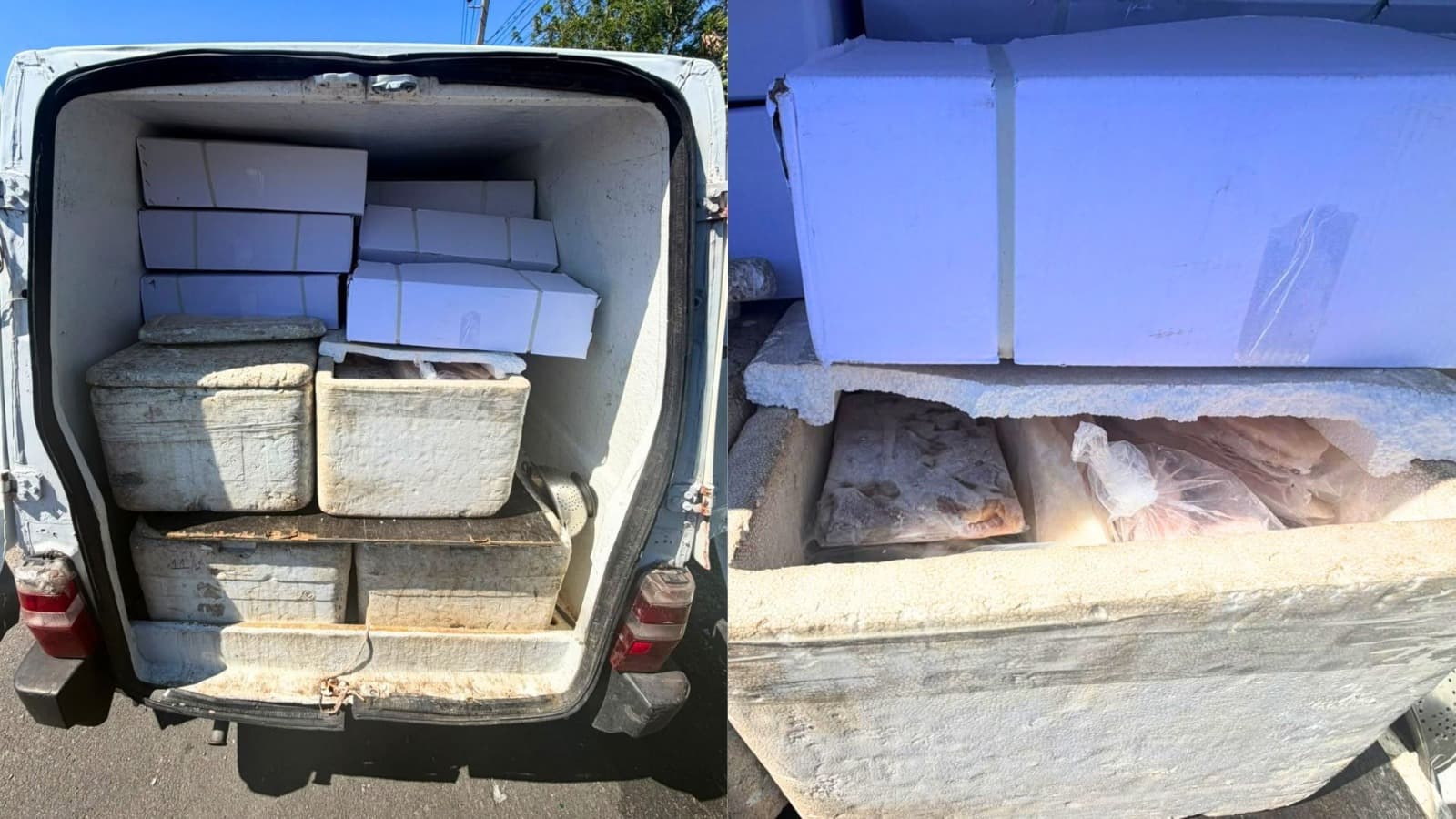 Dupla é presa em Florianópolis vendendo quase 500 kg de peixe e camarão “podres” que iriam para o prato do consumidor