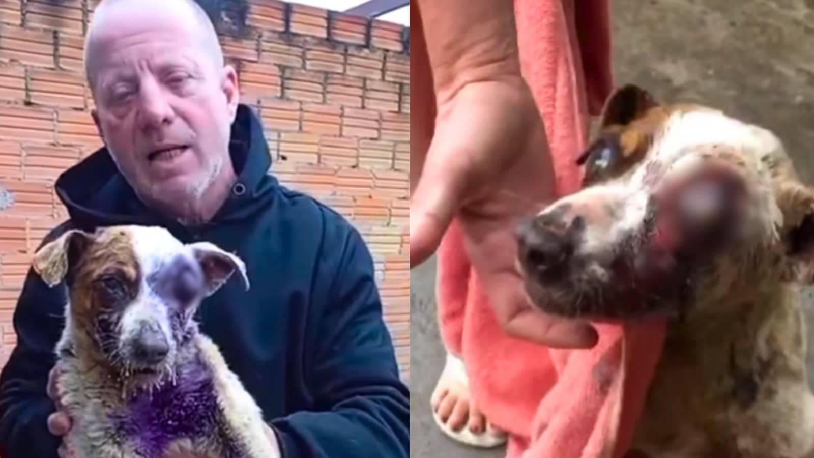Com olho “para fora” e tomado por larvas que o “comiam” vivo, cão é resgatado de maus-tratos em SC