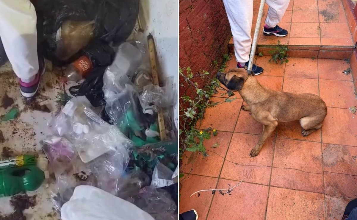 Suspeita de zoofilia: cadela é resgatada de baixo da cama em casa tomada por fezes e lixo em Xaxim