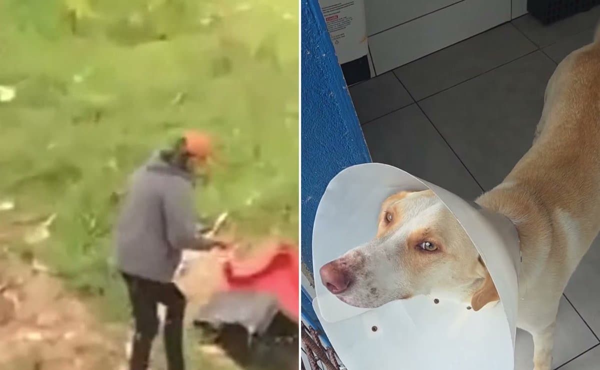 Homem é flagrado destruindo casinha de cão comunitário após suposto atropelamento em Itapema