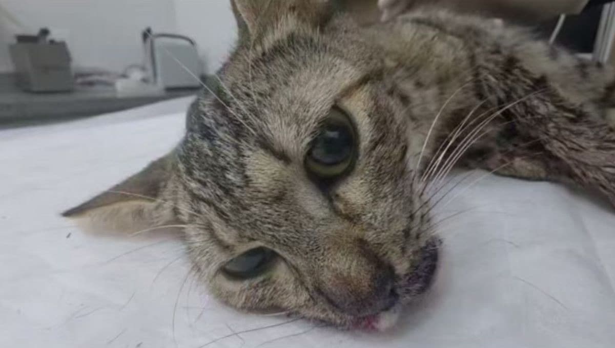 Gata é socorrida com mandíbula fraturada e suspeita de disparo em Itapema