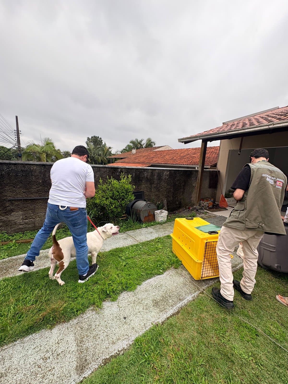 Donos perdem a guarda de pitbulls que mataram cão comunitário em Blumenau